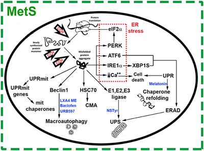 Neuroprotection Targeting Protein Misfolding on Chronic <mark class="highlighted">Cerebral Hypoperfusion</mark> in the Context of Metabolic Syndrome
